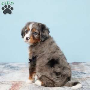 Bonnie, Mini Bernedoodle Puppy